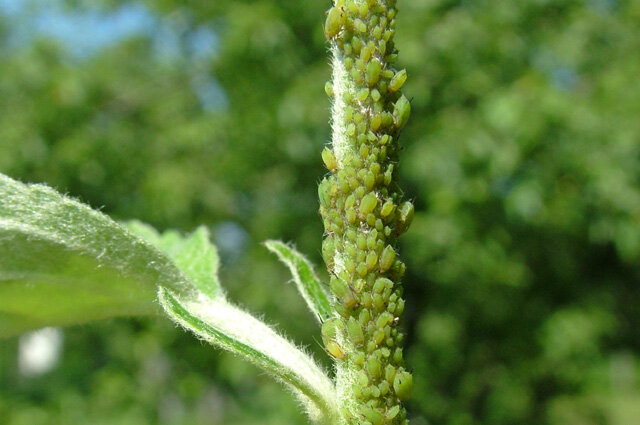    Фото:  АиФ/ Поплева Елена