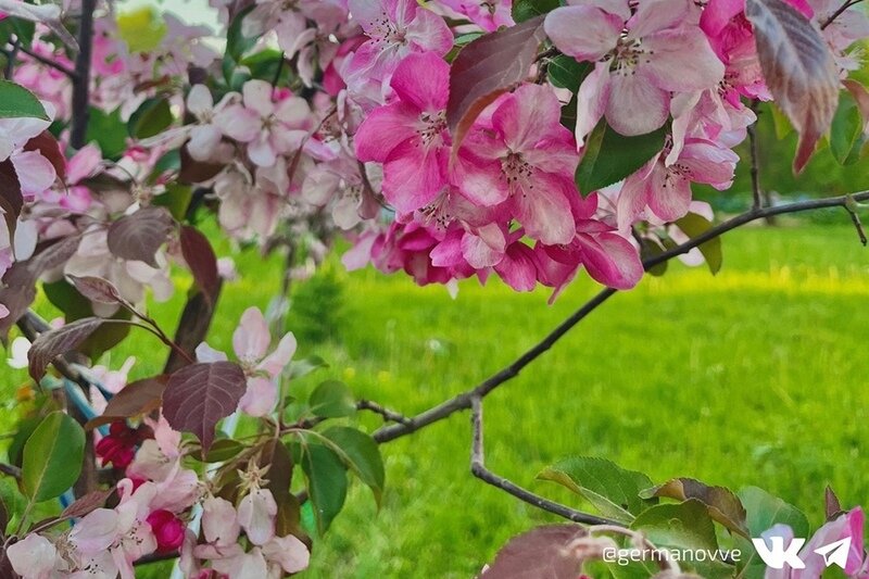    Двадцать клумб уже цветут. На смену тюльпанам приходят бархатцы и бегонии. Сажают и деревья. Об этом сообщил мэр Вадим Германов.