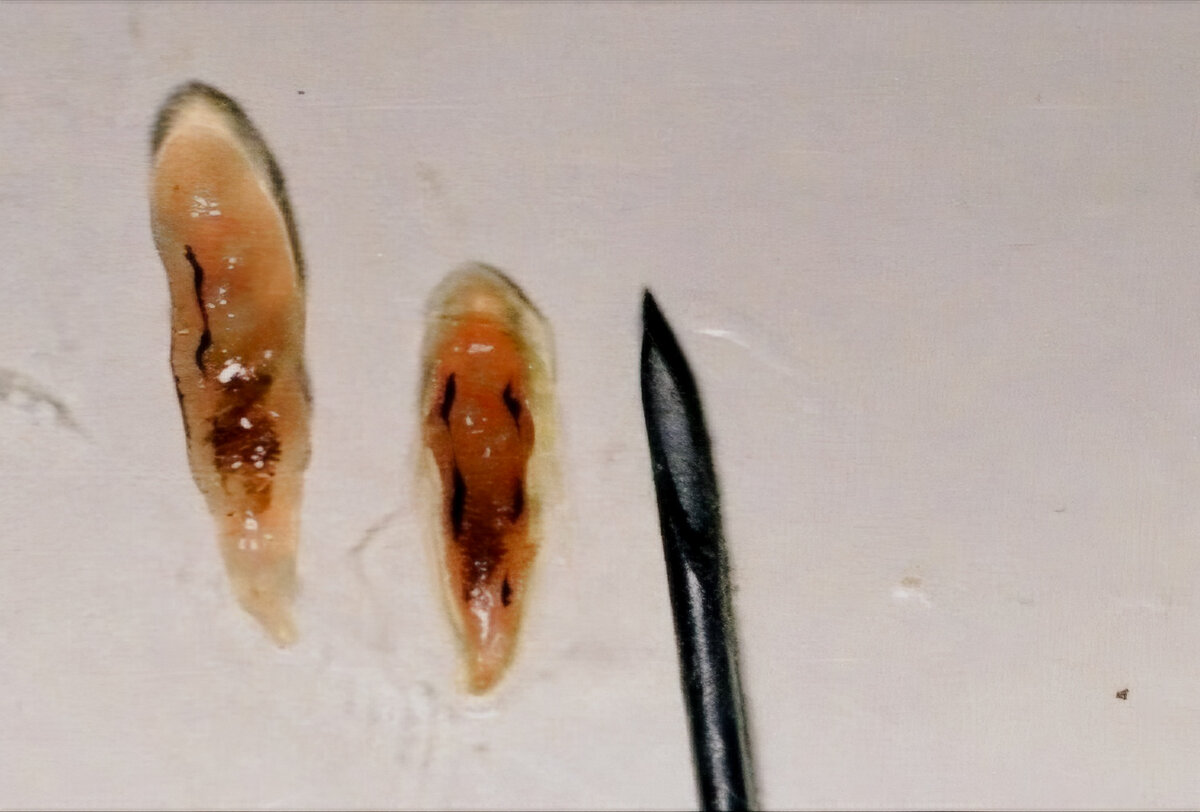 Кошачья двуустка