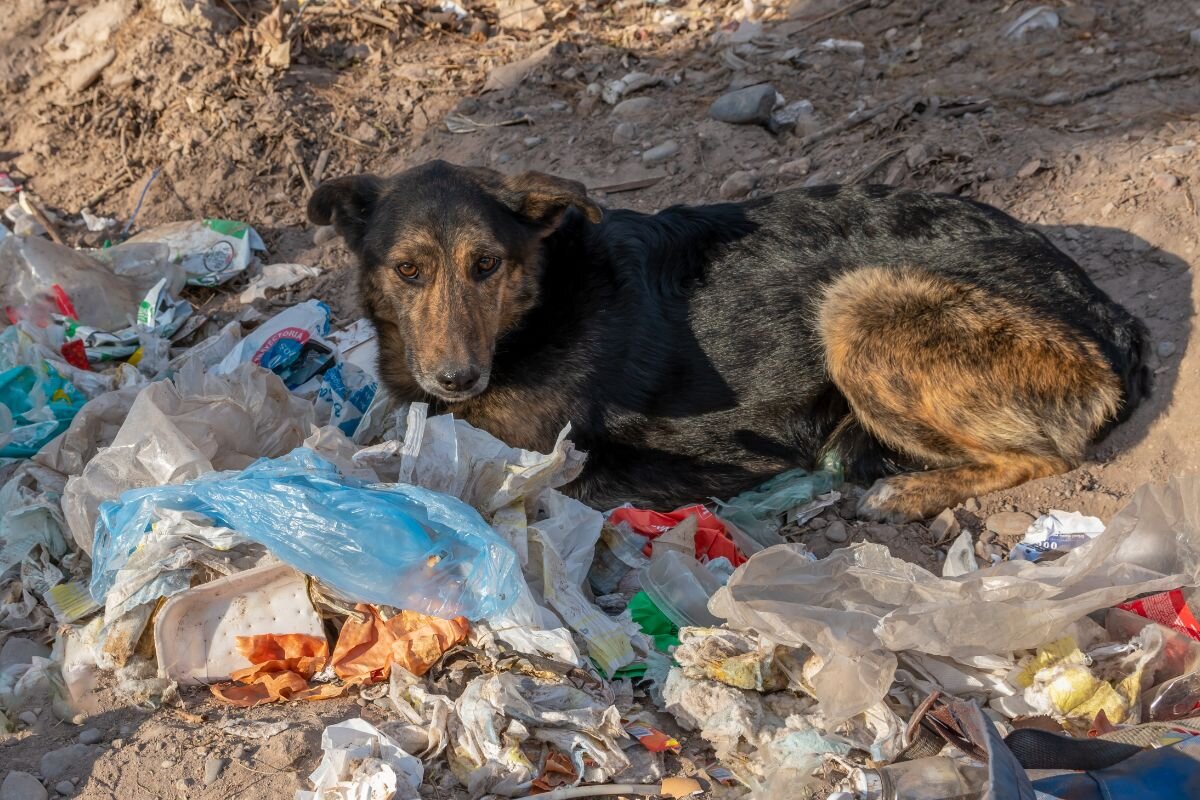 Собака на помойке