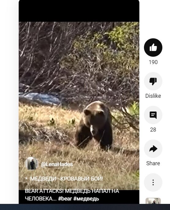 Медведь нападает на фотографа