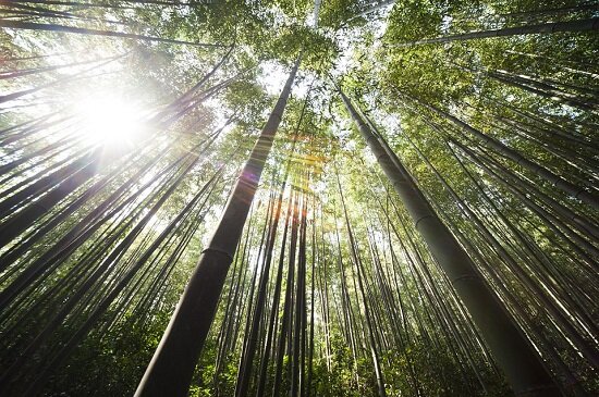 В тёплых регионах Земли бамбук разных видов распространён очень широко, и люди нашли ему множество применений.