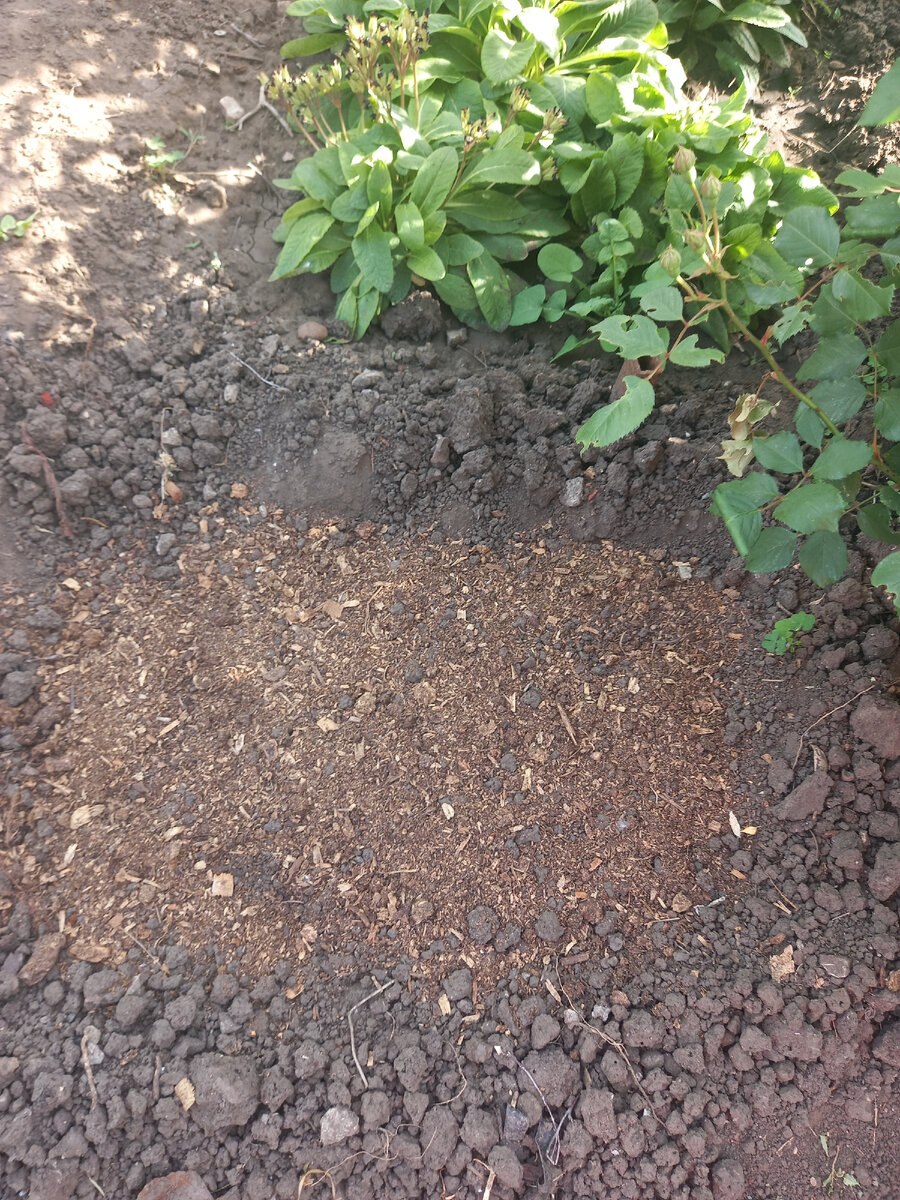 Не бойтесь сеять в июне! Грядочка турецкой гвоздики посеяна под прикрытием растущих цветов, ей будет не так жарко.