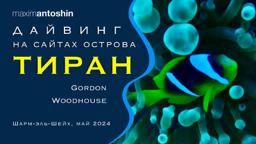 Дайвинг на сайтах острова Тиран Gordon и Woodhouse с дайвинг-центром 