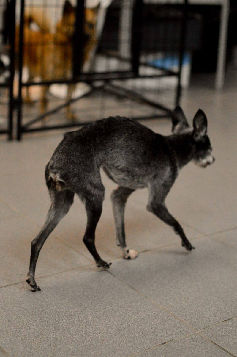 Ищет дом в Москве и МО маленькая собачка из приюта Домик Мелкашей