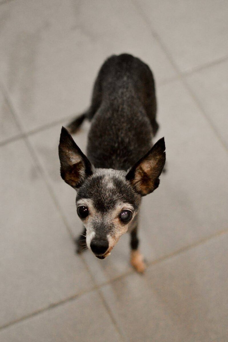 Ищет дом в Москве и МО маленькая собачка из приюта Домик Мелкашей