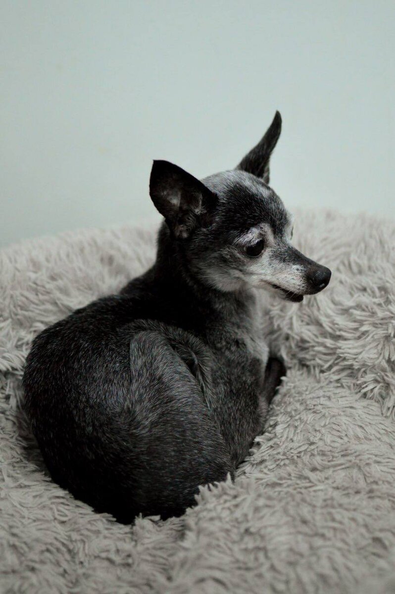 Ищет дом в Москве и МО маленькая собачка из приюта Домик Мелкашей