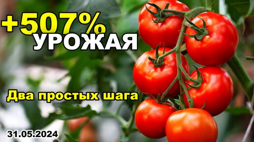 Два ПРОСТЫХ шага +507% УРОЖАЯ! Как ВЫРАЩИВАТЬ вкусные ТОМАТЫ! 31.05.2024