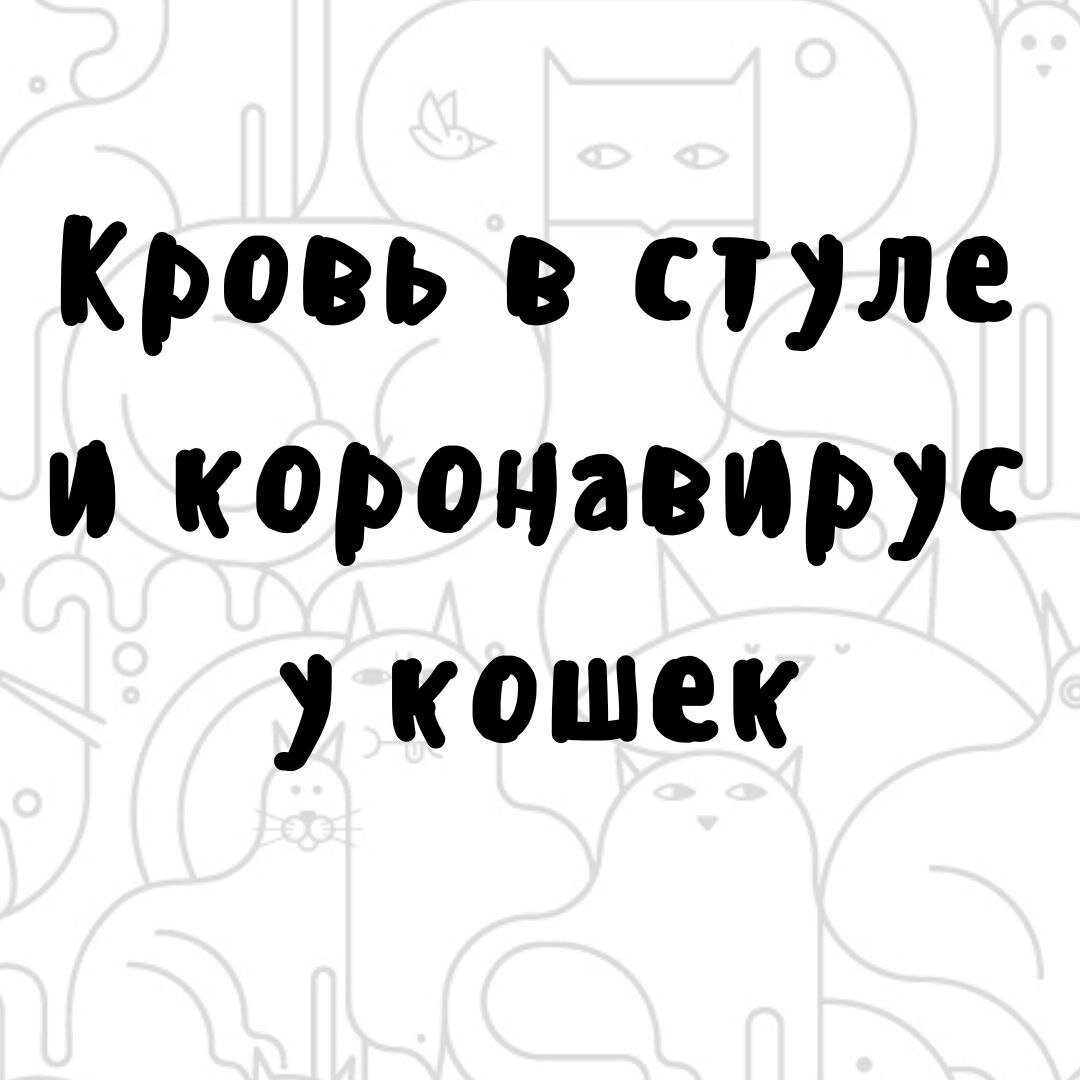 🙊 Кровь в стуле, коронавирус и прочие неприятности. Минимум 2-3 пациента в неделю ко мне приходят со словами:  у кота коронавирусный энтерит, кровь в стуле, что нам делать? Что мы имеем на приёме?