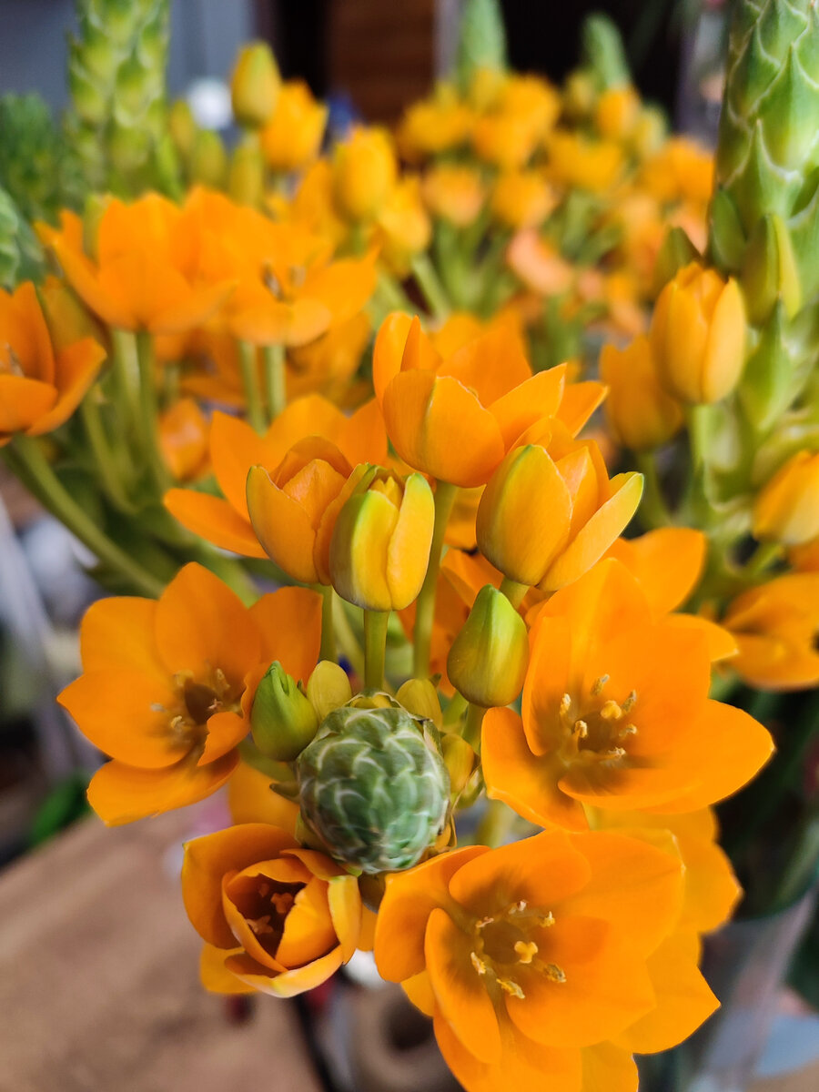 Орнитогалум