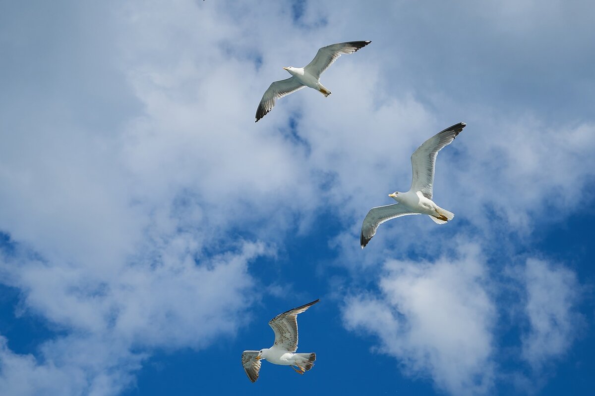 https://storage.needpix.com/rsynced_images/seagull-2313923_1280.jpg