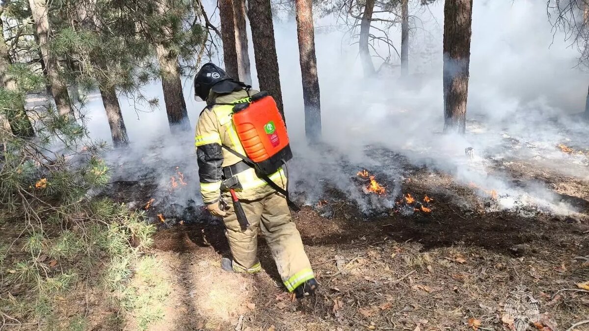 В Ростовской области горит больше 50 гектаров леса | RostovGazeta.ru | Дзен