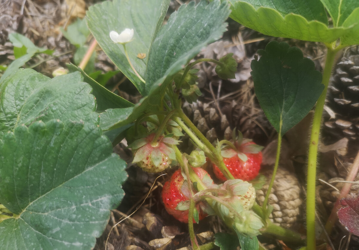 Это фото ещё первой клубники