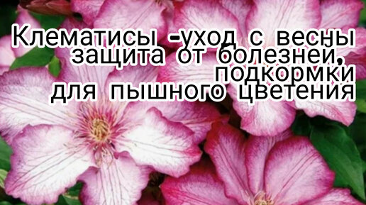 Подкормки клематисов для пышного цветения. Уход за пионами в мае.