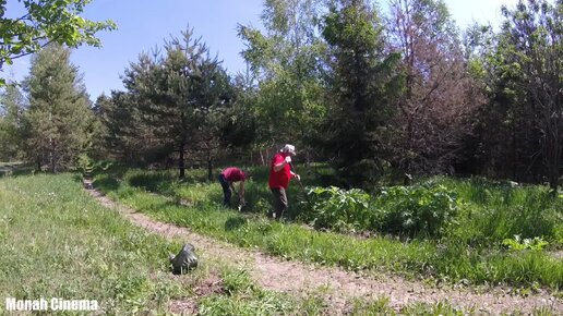 Борьба с борщевиком. Поломка мотоблока и ремонт мотоцикла Урал. Один день из жизни Московской деревенщины. Встречаем жаркое лето.