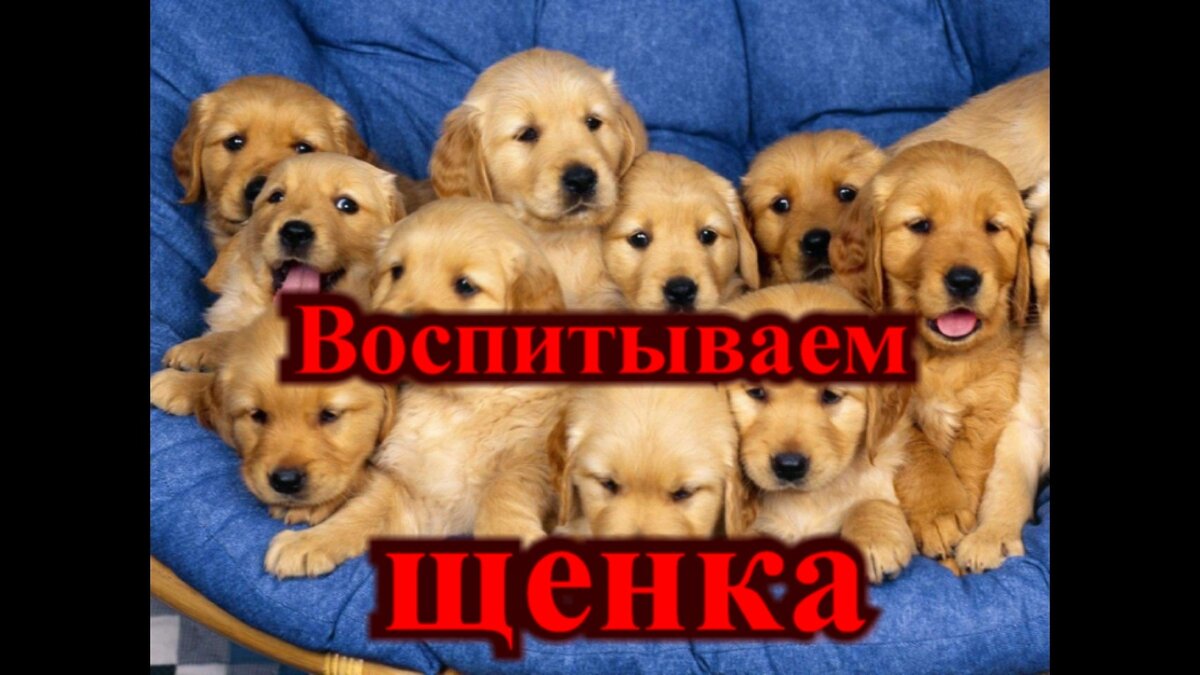 Как воспитать идеального щенка: Полное руководство для начинающих
 
 Приветствую вас, дорогие друзья! Меня зовут Павел, и я занимаюсь дрессировкой собак уже более 15 лет.