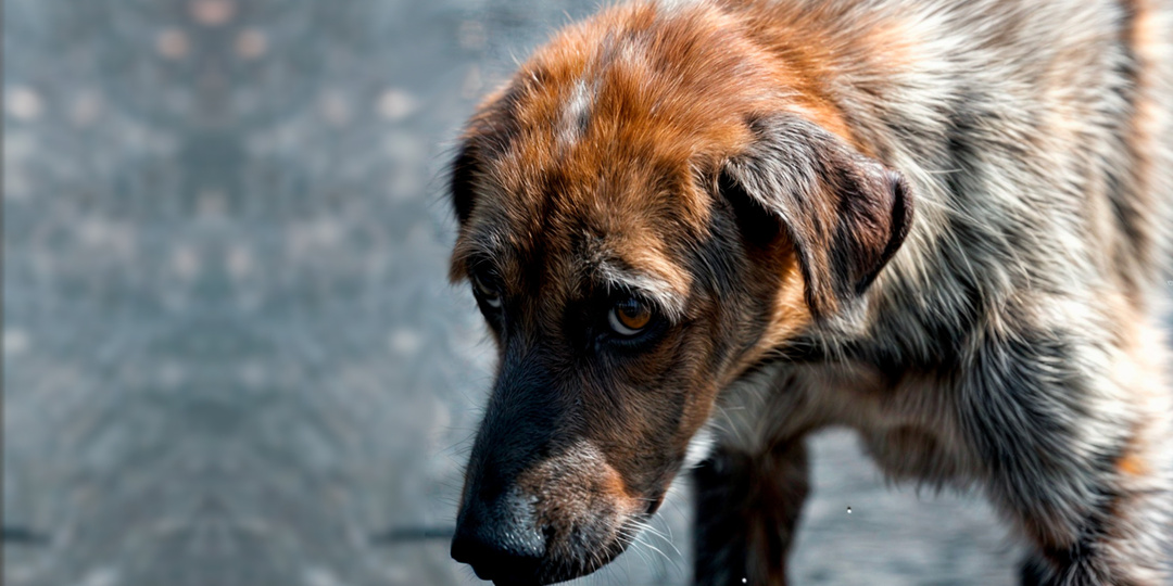 Бездомный пес