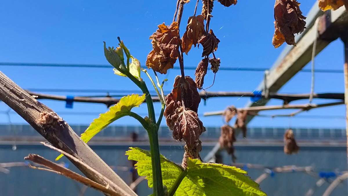 Свисающие, погибшие от мороза побеги Маркетта и появившийся побег Шардоне 31.05.2024 