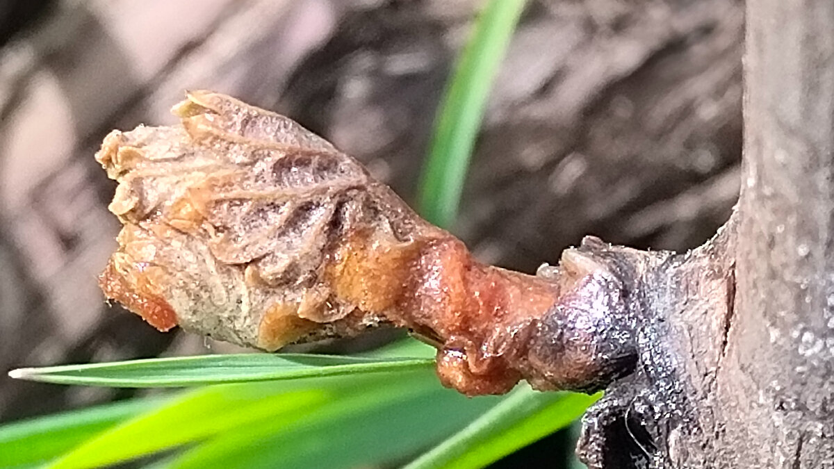 Погибший от мороза только недавно выдвинувшийся виноградный побег