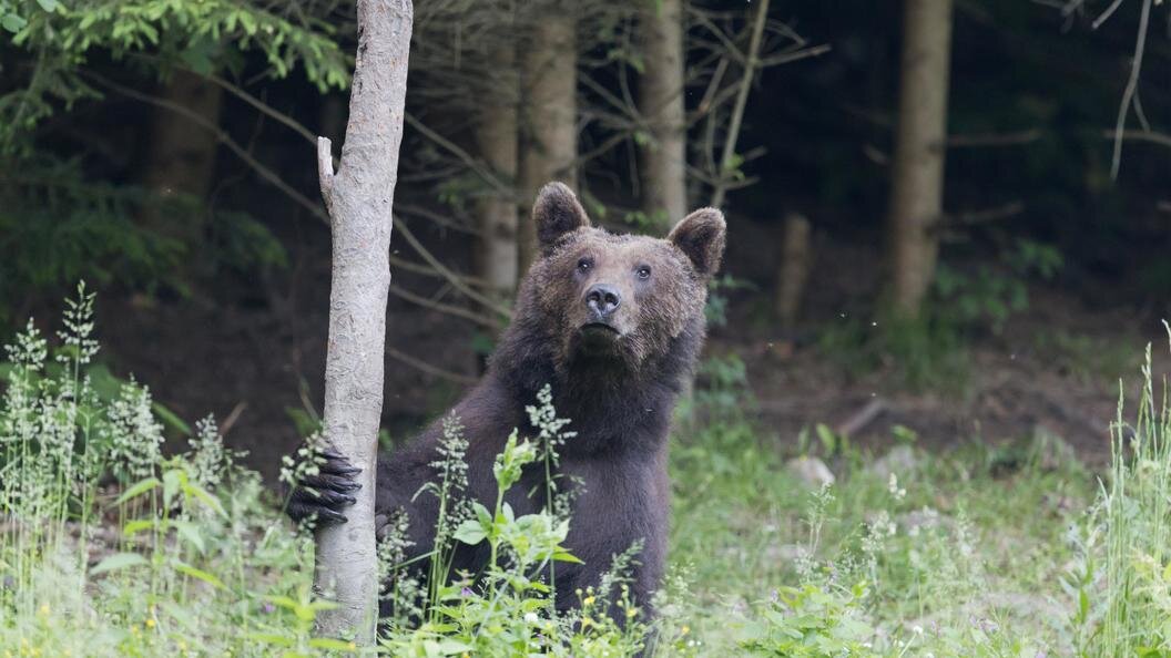    Фото: FLPA/Paul Sawer/Globallookpress