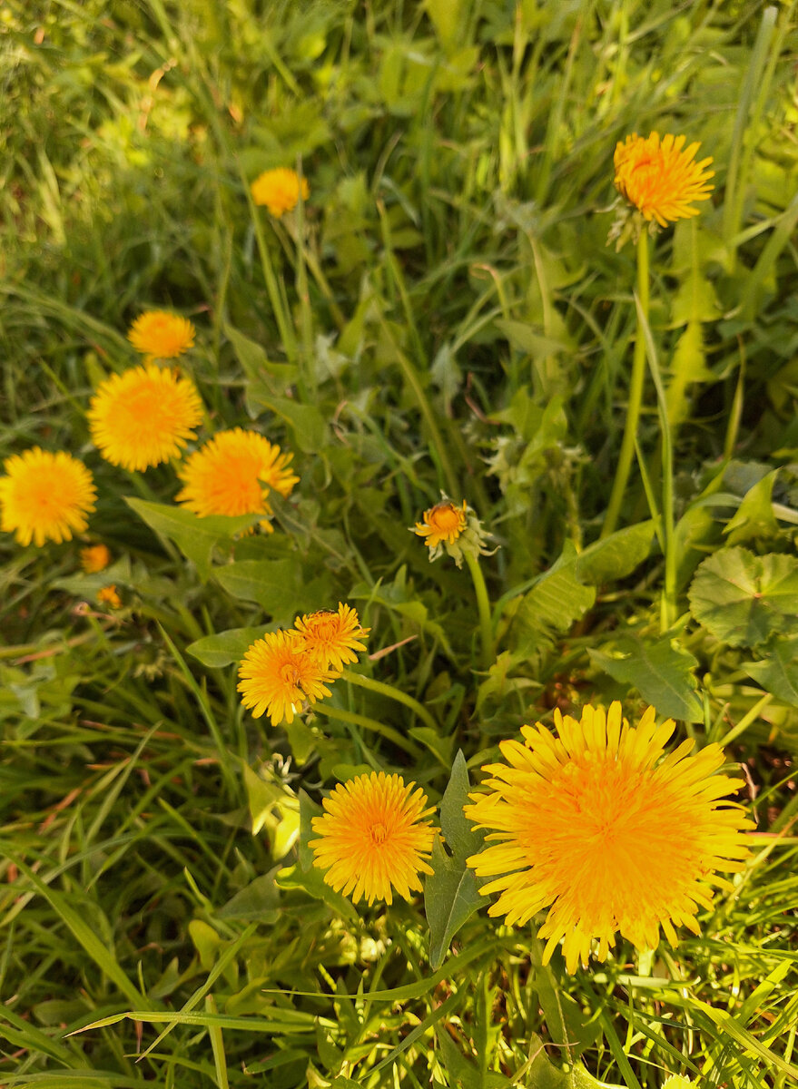 Это одуванчики в тени яблони  