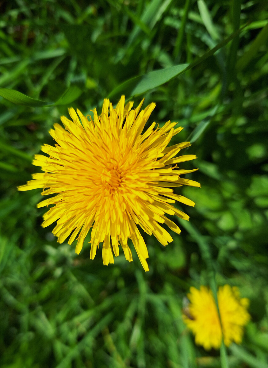 А этот на солнце.