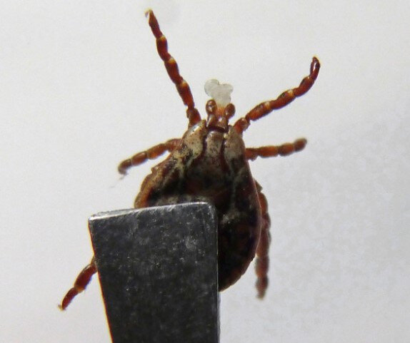 Фото: pxhere.com