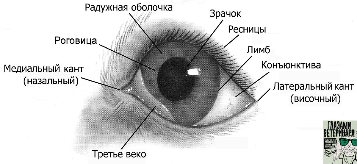 Внешний вид глаза собаки. Основные структуры.