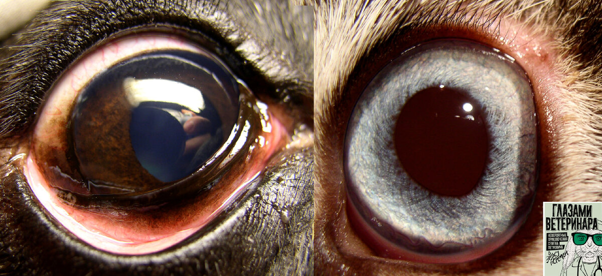 Внешний вид глаза собаки и кошки.