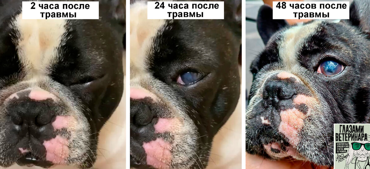 Глаз собаки болезненно прищурен через 2 часа после травмы. Через 12 часов, собака начинает открывать травмированный глаз. Через 48 часов глаз у собаки полностью открыт. Владелец считает, что все становится лучше. Однако, все становится только хуже. Первоначально травмированные ткани омертвевают и теряют чувствительность. Глаз быстро разрушается, несмотря на отсутствие выраженной боли.