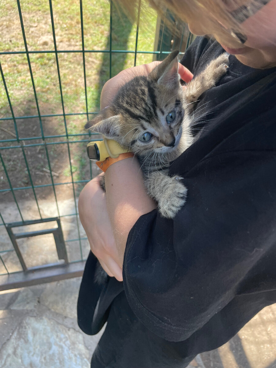 Сходили в кошачий парк с дочками и с мамой- перетискали всех кошек 🥰🥰 |  Доброе утро, Победа! | Дзен