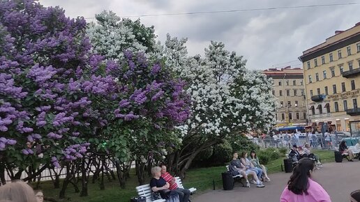 В САНКТ-ПЕТЕРБУРГЕ СЕЙЧАС ПЫШНО ЦВЕТЁТ СИРЕНЬ И НАЧИНАЕТСЯ СЕЗОН БЕЛЫХ НОЧЕЙ! 💖💖💖