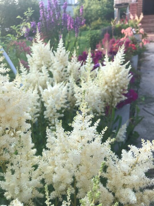 Самая моя белая астильба. Но я мечтаю ещё о белоснежной.