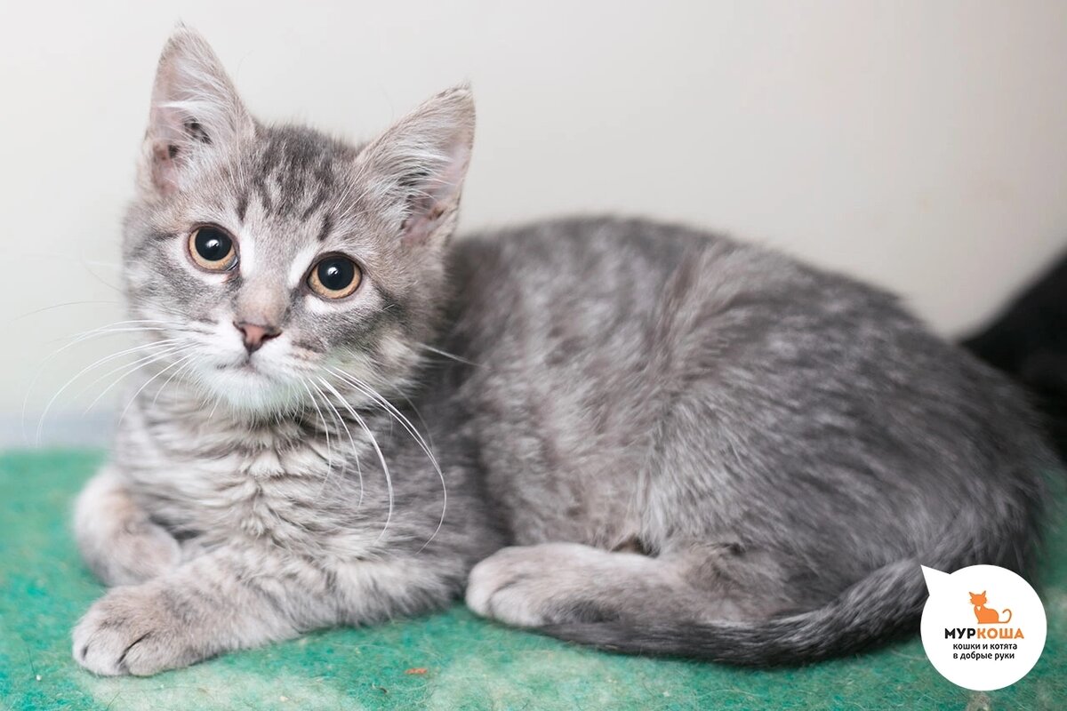 Лиссабон жил на территории предприятия вместе с мамой и братьями.