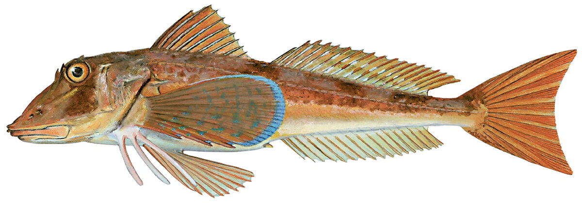 Chelidonichthys lucerna
