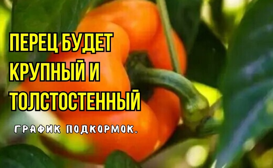 Про перец: вот от чего зависит размер плодов и толщина стенок - 3 подкормки в июне и июле. Моя шпаргалочка и схема питания