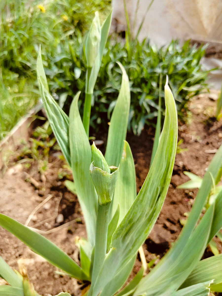 Ирис нераспустившийся пока