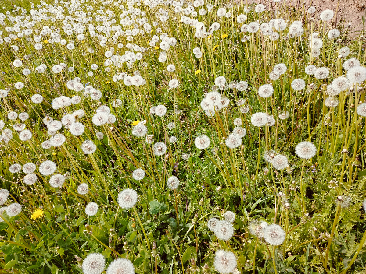 Олуванчиковая поляна