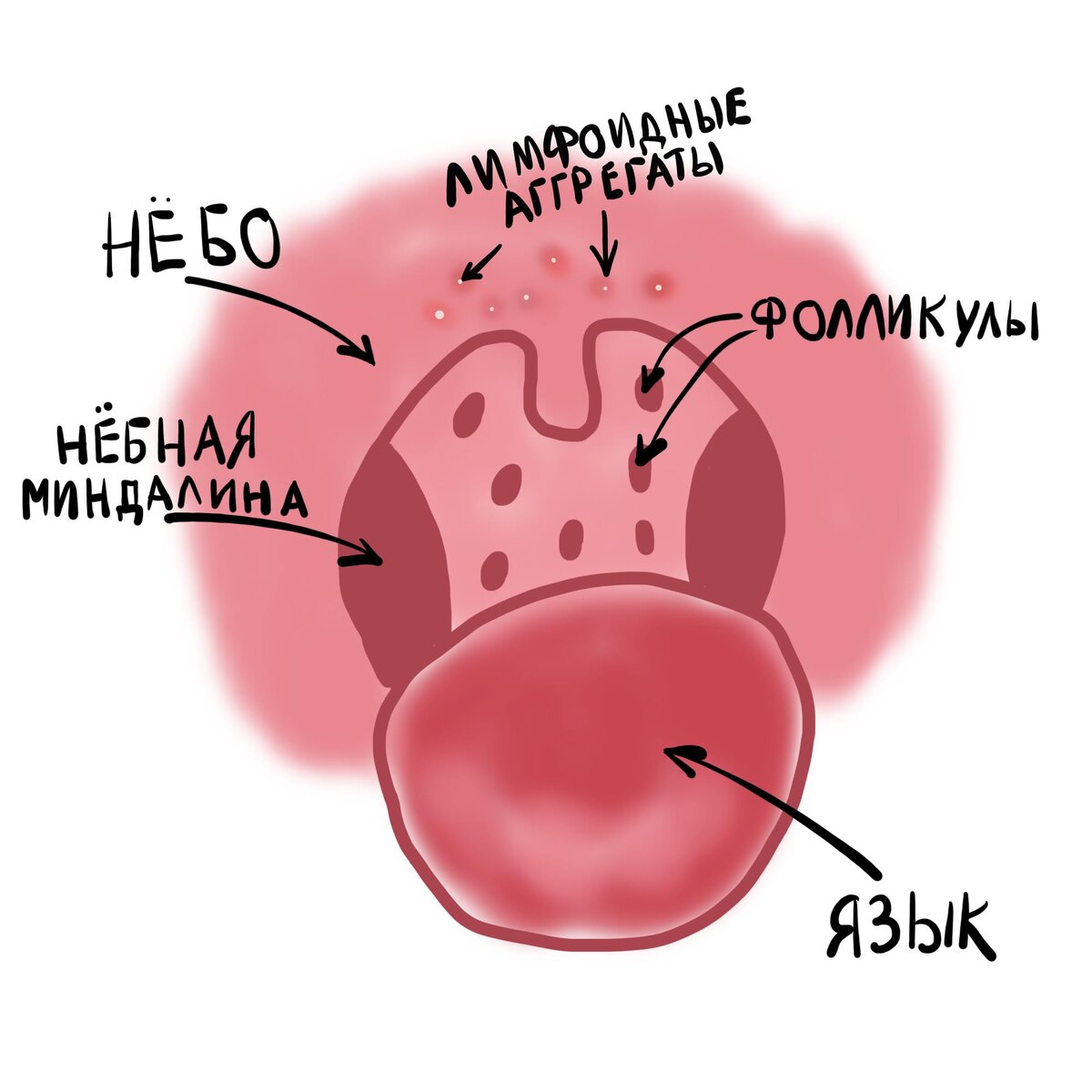 Сколько в горле миндалин, и что там собирается в кучку | Для пациентов |  Дзен