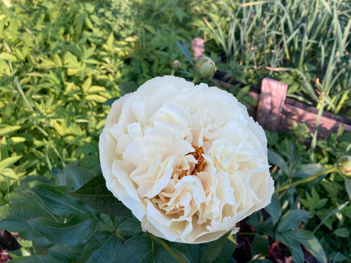 Vanilla Schnapps 25.05.24 в 18-24