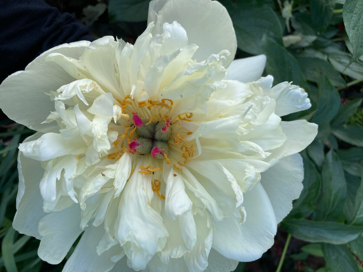 Vanilla Schnapps 31.05.24