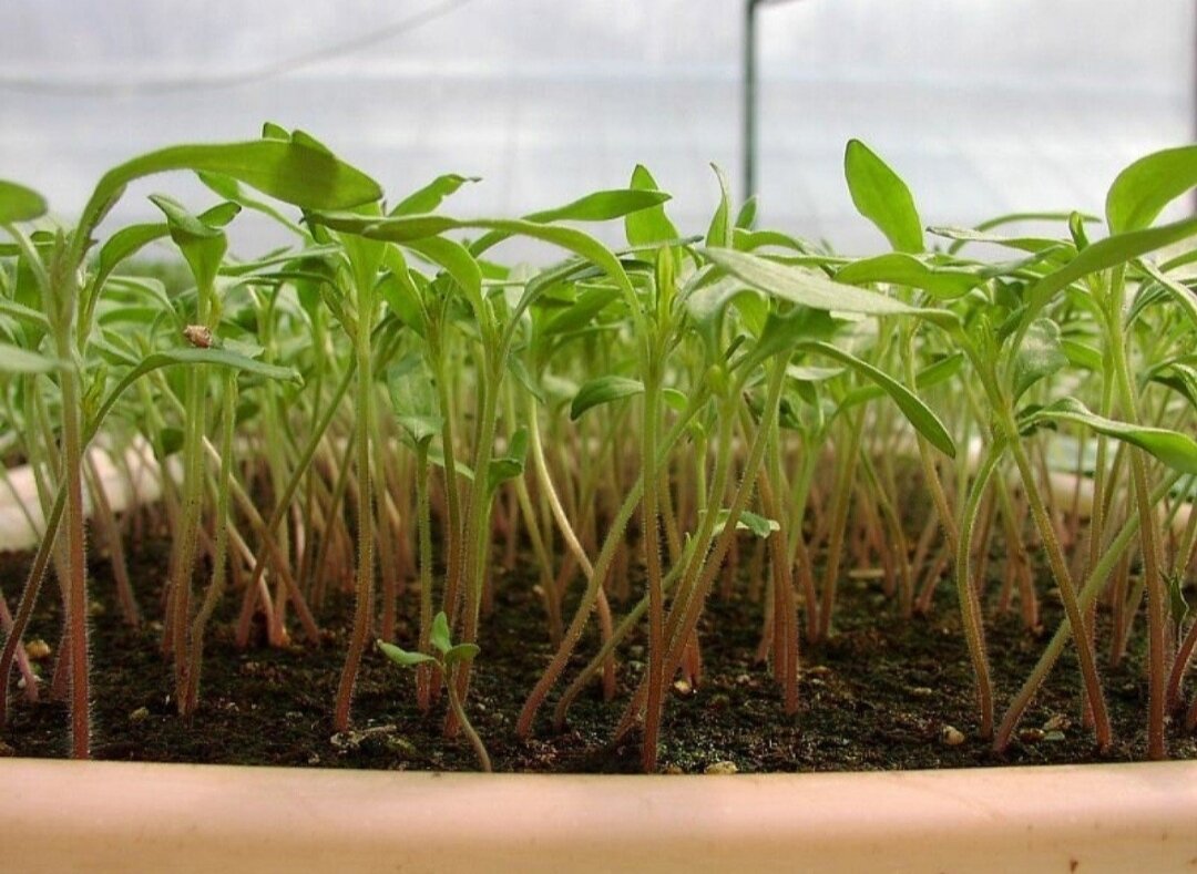 Стрик рассады томатов. Рассада помидор. Плохо растет помидора. Слабая рассада томатов. Слабая рассада томатов.