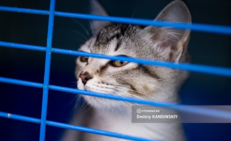    Фото: Дмитрий Кандинский / vtomske.ru