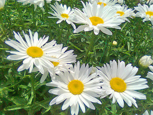 Нивяник обыкновенный 