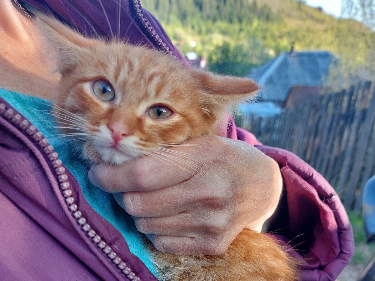 Котёнок Сеня спасён из подвала. Ему нужны добрые руки и любящее сердце.