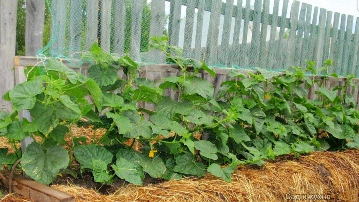 Огуречная грядка. 