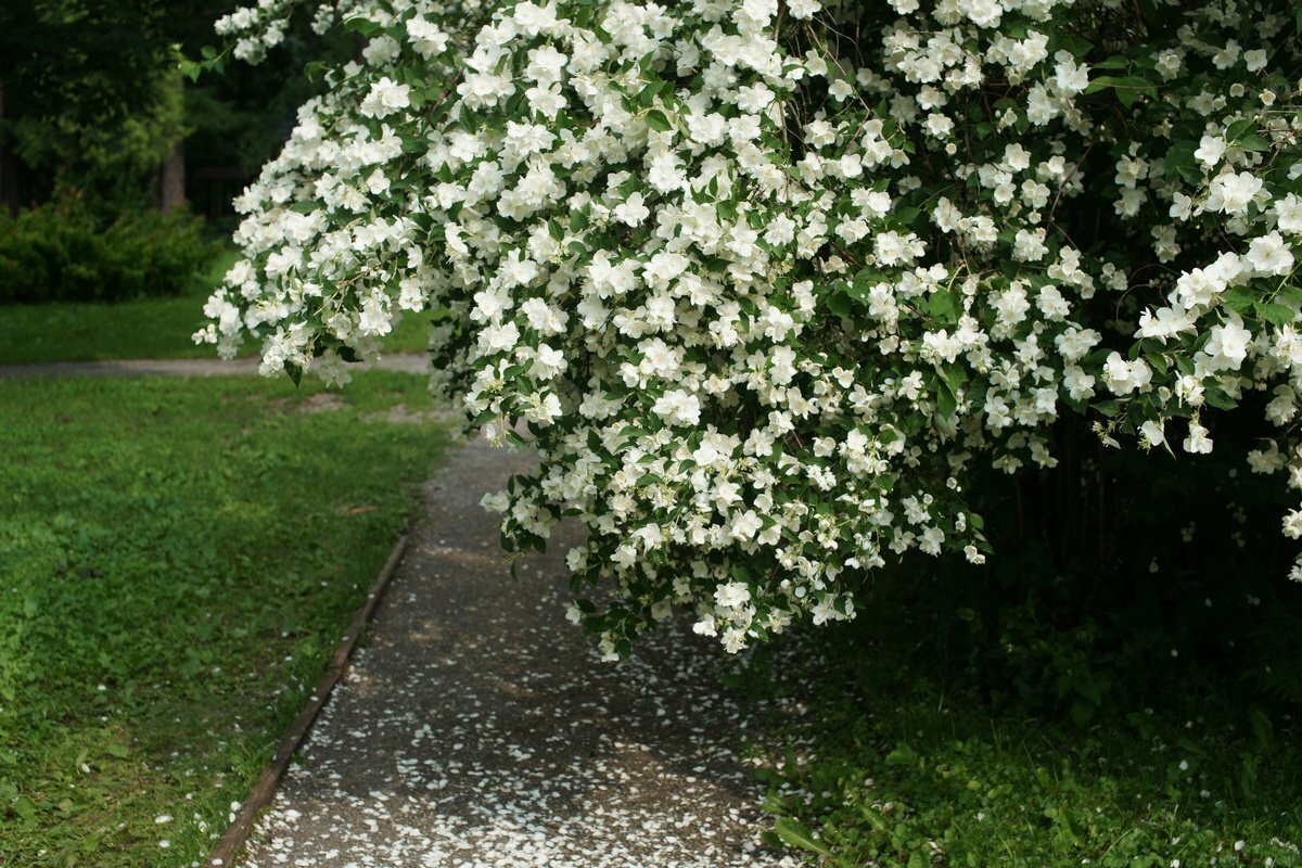 ложный (садовый) жасмин - чубушник