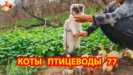 Пушистые коты птицеводы Айс и Ася (серия 77) 🪿🦆🐓 Кошка кушает и утята гуляют ❣️