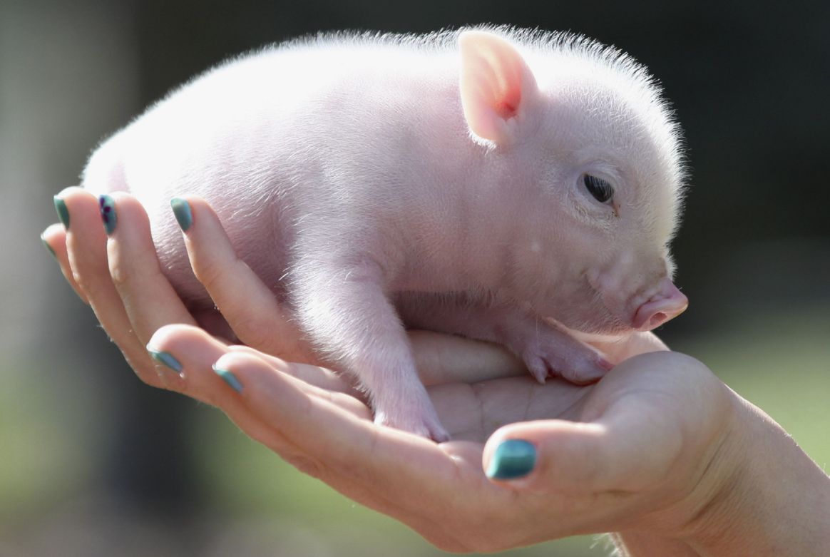 Домашняя карликовая свинка