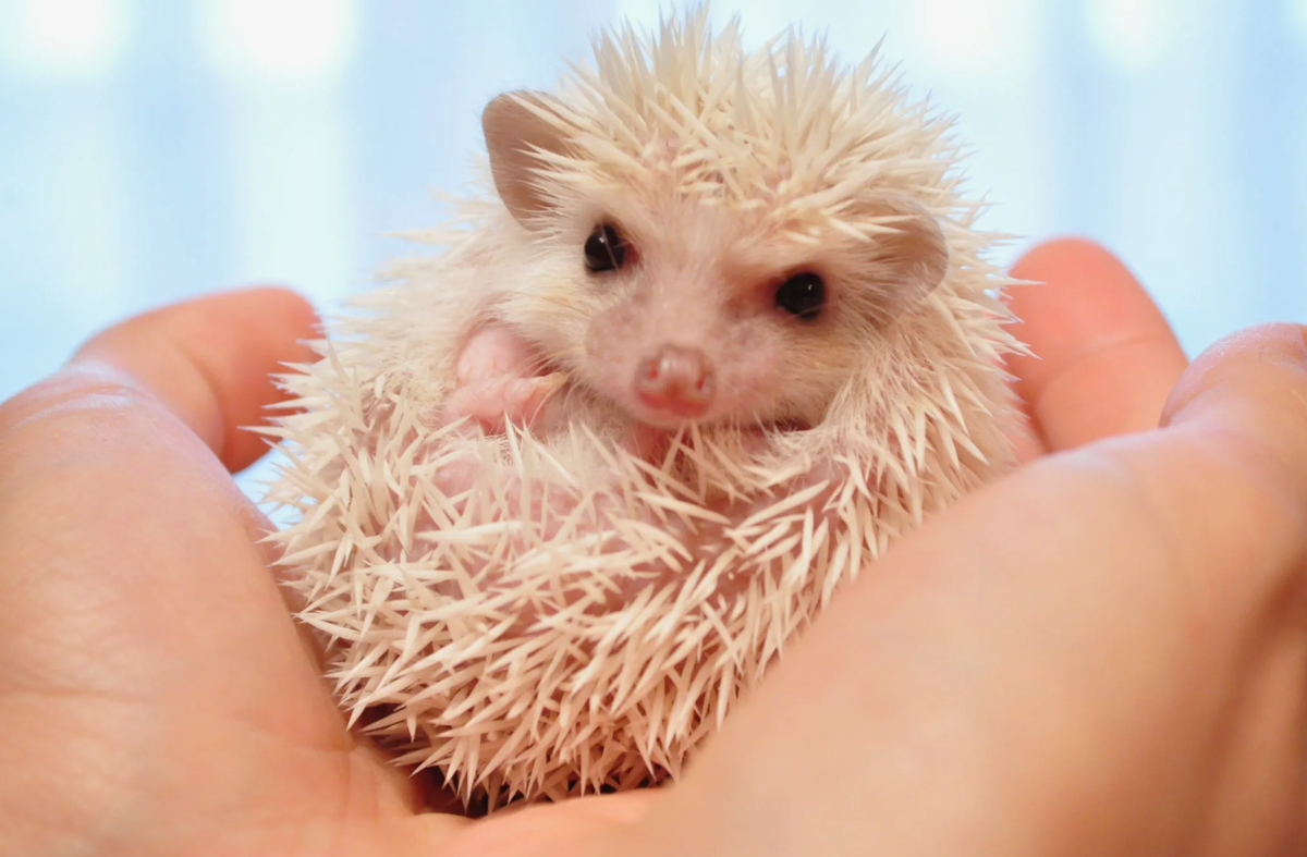 Домашний ёжик